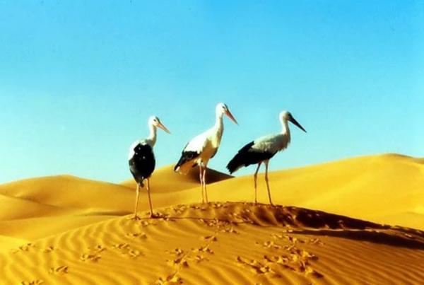 Affiche Le peuple migrateur